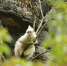 广西发现罕见白化黑叶猴 - 林业网