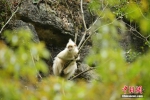 广西发现罕见白化黑叶猴 - 林业网
