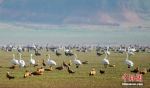鄱阳湖迎越冬候鸟迁徙高峰 - 林业网