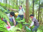 福建：让林木在“数据”中增值 - 林业网
