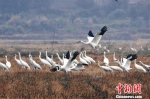 中国最大淡水湖鄱阳湖迎候鸟迁徙高峰 - 林业网