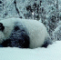 甘肃野生大熊猫的独家自述 - 林业网