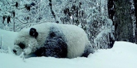 甘肃野生大熊猫的独家自述 - 林业网