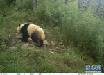 甘肃白水江保护区探秘野生大熊猫 - 林业网