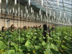 北京市举办全程农业标准化基地观摩活动 - 农业局