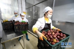 广西柳州：百香果变“百宝果”　撬动生态大产业 - 林业网