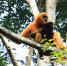 拯救“最孤独灵长类”的人猿缘 - 林业网