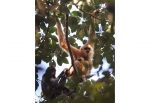 拯救“最孤独灵长类”的人猿缘 - 林业网