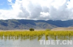促进生态建设　共护西藏碧水蓝天 - 林业网