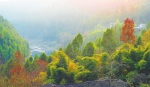 今年四川营造林突破1100万亩　超额完成省政府下达的任务 - 林业网