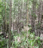 森林质量精准提升　不妨试试这套方法 - 林业网