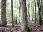 森林质量精准提升　不妨试试这套方法 - 林业网