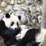 探访中国大熊猫保护研究中心“熊猫幼儿园” - 林业网