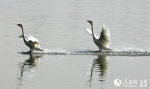 数千只白天鹅飞临山西圣天湖湿地越冬 - 林业网