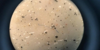 【南极科考手记】难以降解！我国科学家首次在南极海域发现微塑料 - News.Cntv.Cn
