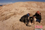 西藏藏北农牧民参与保护雪豹 - 林业网
