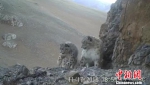 西藏藏北农牧民参与保护雪豹 - 林业网