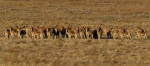 中蒙边境再现世界濒危动物蒙古野驴群 - 林业网