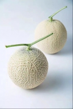 北京市农业技术推广站筛选出四个日本网纹甜瓜优新品种 - 农业局
