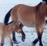 小野马最冷时节诞生　工作人员用驴奶临时救护 - 林业网