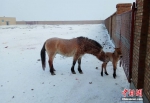 小野马最冷时节诞生　工作人员用驴奶临时救护 - 林业网