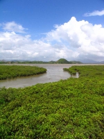 湿地，城镇可持续发展的未来 - 林业网