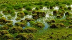 湿地，城镇可持续发展的未来 - 林业网
