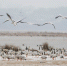 贵州草海：湖面结冰紧急投食　确保候鸟安全过冬 - 林业网
