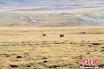 祁连山南麓青海侧湿地濒危物种黑颈鹤种群健康 - 林业网