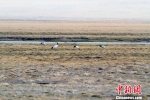 祁连山南麓青海侧湿地濒危物种黑颈鹤种群健康 - 林业网