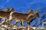 珠峰保护区：野生动物的栖息乐园 - 林业网