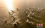 鄱阳湖越冬候鸟水上嬉戏觅食 - 林业网