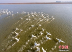 鄱阳湖越冬候鸟水上嬉戏觅食 - 林业网