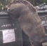 香港街头一巨型野猪翻垃圾桶觅食 身旁跟三头小猪 - News.Cntv.Cn