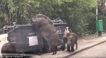 香港街头一巨型野猪翻垃圾桶觅食 身旁跟三头小猪 - News.Cntv.Cn