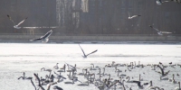 新疆库尔勒千鸟“聚会”　400余只银鸥滑翔亮翅 - 林业网