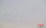新疆库尔勒千鸟“聚会”　400余只银鸥滑翔亮翅 - 林业网