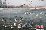 冰雪消融　温暖天气唤醒新疆杜鹃河越冬禽鸟 - 林业网