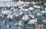 冰雪消融　温暖天气唤醒新疆杜鹃河越冬禽鸟 - 林业网