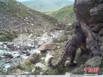 祁连山系首组雪豹“靓照”发布 - 林业网