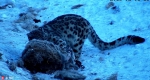 新疆昌吉发现-30℃雪豹觅食 - 林业网