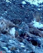 新疆昌吉发现-30℃雪豹觅食 - 林业网