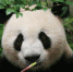 成都大熊猫基地发布最新研究成果 解密大熊猫食竹之谜 - 林业网