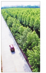 黑龙江省4000余万亩防护林筑起绿色生态墙 - 林业网