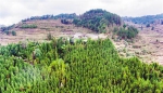 73岁村民37岁开始义务植树　36年种下34107棵树 - 林业网