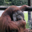 印尼动物园人猿捡游客烟蒂抽烟 园方被指管理不善(图) - News.Cntv.Cn
