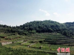 数说中国林业：森林覆盖率21.66% 今年拟造林超亿亩 - News.Cntv.Cn