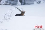 吉林延边发现40多只国家一级保护动物紫貂 - 林业网