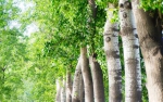网络植树的热点树木 - 林业网