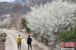 贵州印江　石山种出脱贫果 - 林业网